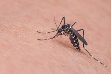 Rio das Pedras tem uma das menores taxas de incidência de dengue na região 