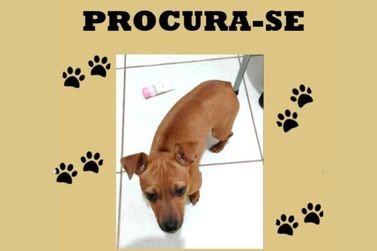 Dona busca por cachorrinho perdido em Rio das Pedras