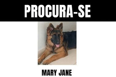 Dona busca por cachorrinha perdida em Rio das Pedras