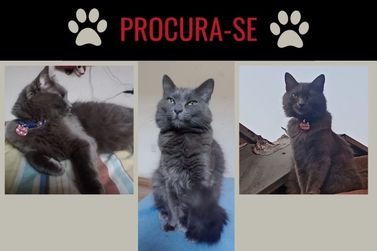 Tutora busca por gatinha desaparecida em Rio das Pedras