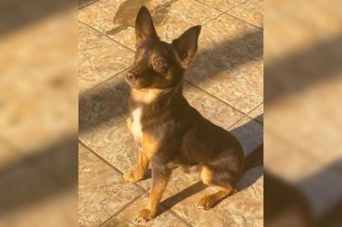 Tutora busca por cachorrinho desaparecido em Rio das Pedras