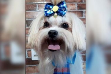 Tutora busca por cachorrinho perdido no bairro Luiz Massud Coury