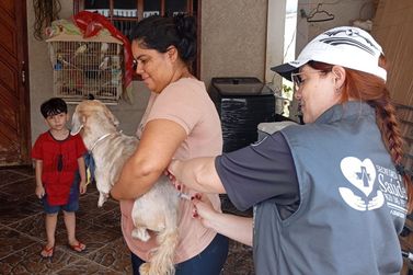 Rio das Pedras registra mais de 50 animais vacinados em a&ccedil;&atilde;o domiciliar in&eacute;dita