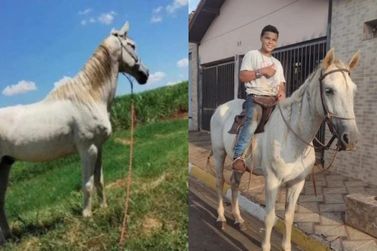 Fam&iacute;lia procura cavalo desaparecido no bairro Pombal