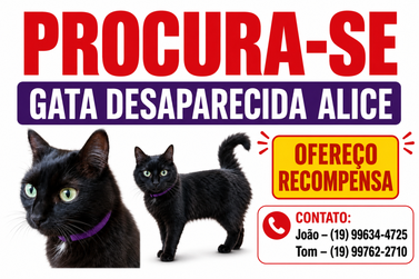 Gata desaparece no bairro Bom Jesus II e fam&iacute;lia oferece recompensa por informa&ccedil;&otilde;es
