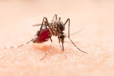 Novo boletim mostra que casos de dengue continuam aumentando em Santa Helena