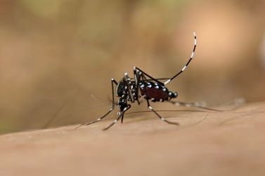 Boletim da dengue confirma 15,3 mil novos casos e mais 14 óbitos no Estado