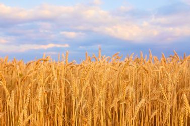 Confira a cotação do dia para trigo, milho e soja