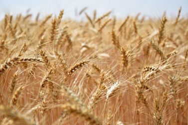 Confira a cotação do dia para trigo, soja e milho