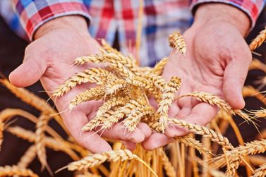 Confira a cotação do dia para trigo, soja e milho