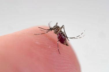Novo boletim da dengue de Santa Helena registra dois óbitos em investigação