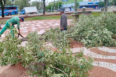 Prefeitura agiliza trabalho de recolha de galhos e árvores após vendaval em SH