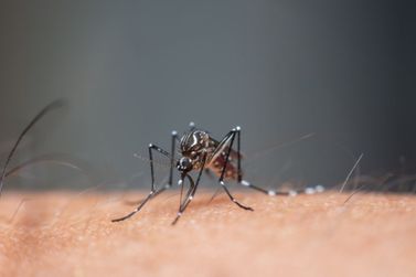 Em uma semana, mais 88 casos confirmados de dengue em Santa Helena