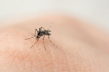 Novo boletim da dengue registra mais 37 óbitos e 34,2 mil casos no Paraná