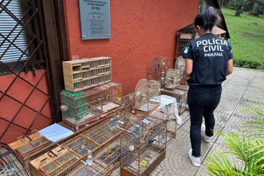 Polícia Civil do Paraná orienta sobre como denunciar maus-tratos a animais