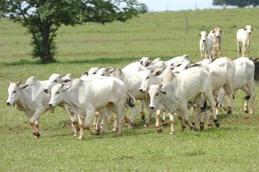 Prazo para atualização obrigatória de rebanhos no Estado começa em 1.º de maio