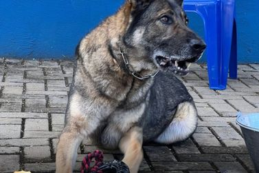Cão policial Drogo se aposenta após 7 anos de serviços na Polícia Federal em Foz