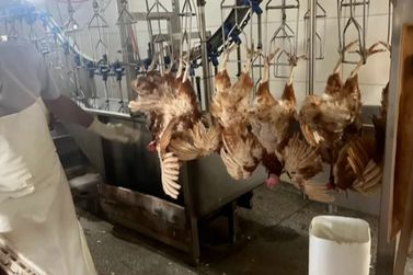 Seis mil galinhas são abatidas e descartadas em Foz do Iguaçu