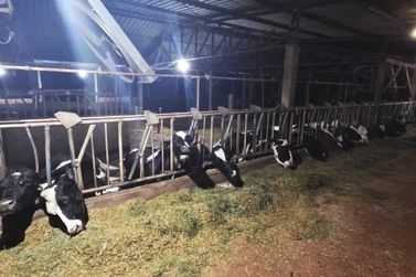 Acidente elétrico mata 32 vacas em Marechal Rondon; vídeo impressiona