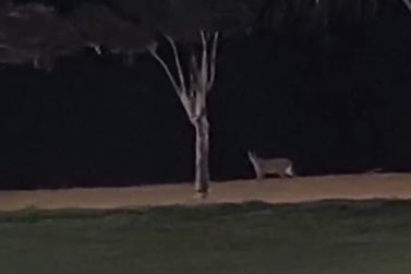 Imagens mostram on&ccedil;a-parda caminhando na praia de Porto Mendes