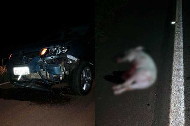 Ladr&otilde;es encapuzados furtam cerca de 25 porcos de granja e perdem animais durante a fuga 