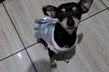 Luna est&aacute; desaparecida! Fam&iacute;lia procura por cachorra sumida perto da rodovi&aacute;ria