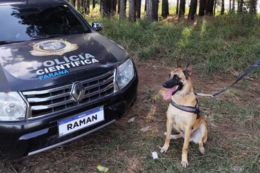 C&atilde;o perito do Paran&aacute; se destaca na detec&ccedil;&atilde;o de sangue