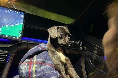 Casal de S&atilde;o Paulo procura os donos de cachorrinha resgatada em Santa Terezinha de Itaipu.