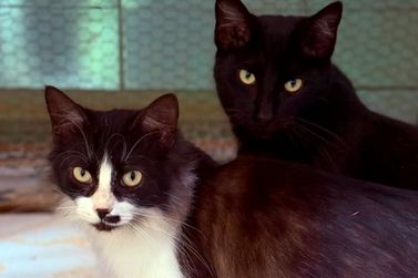 Canil Municipal de S&atilde;o Carlos realiza feira de ado&ccedil;&atilde;o com 271 c&atilde;es e gatos neste s&aacute;bado