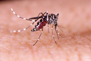 Com 59 casos de dengue em 2026, Porto Ferreira acende alerta ap&oacute;s chuvas fora de &eacute;poca