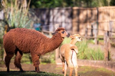 Parque Ecol&oacute;gico de S&atilde;o Carlos comemora o nascimento de mais um filhote de alpaca