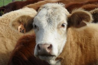 Prefeitura promove palestras gratuitas sobre sanidade animal para produtores rurais