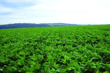 Estudo da UFSCar e Embrapa analisa impacto do El Ni&ntilde;o na soja do Cerrado