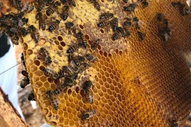 Morte de milhares de abelhas por agrotóxicos em Alto Alegre dos Parecis/RO