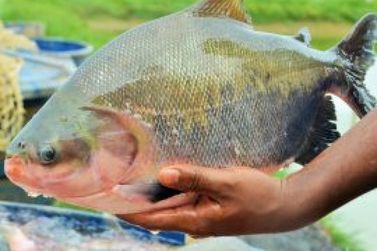 Defeso em Rondônia: Veja lista de espécie e cronograma de restrição a pesca