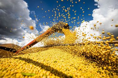 Previsão do IBGE aponta redução na safra de grãos brasileira em 2024