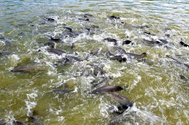 Governo de Rondônia lidera produção nacional de peixes de cultivo