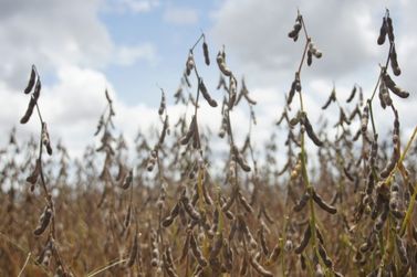 Cresce o número de propriedades cadastradas para cultivo de soja em Rondônia