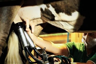 RO aumenta  produção leiteira em 2023 e lidera ranking na região Norte