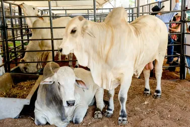 Governo de RO reduz ICMS do gado e fortalece cadeia da carne