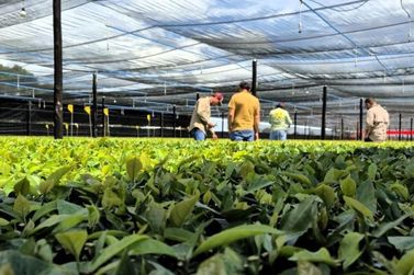 Produtor rural deve antecipar reserva de mudas para garantir safra em S&atilde;o Miguel