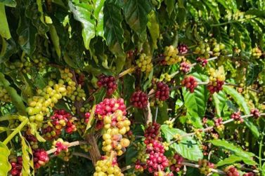 S&atilde;o Miguel do Guapor&eacute; se prepara para a 2&ordf; Largada do Caf&eacute;, que acontece no dia 08/05