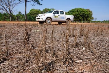 In&iacute;cio do vazio sanit&aacute;rio da soja come&ccedil;a nesta quarta-feira, 10, em Rond&ocirc;nia