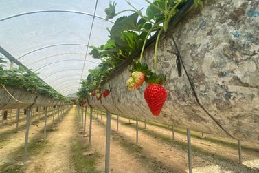 Turismo rural e morangos orgânicos movimentam a região do Miringuava em SJP