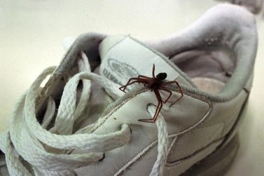 Cuidados essenciais para evitar picadas de aranha-marrom durante o verão
