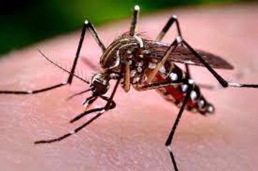 Boletim registra mais 11 novos casos de dengue em SJP