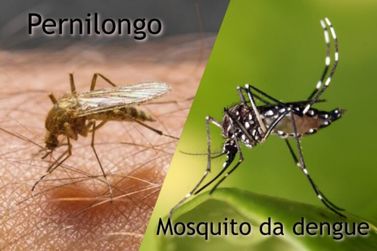 O mosquito Aedes aegypti é ativo durante o dia