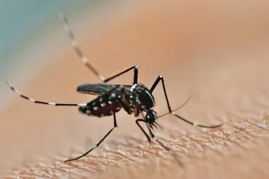 SMCC alerta para riscos da chikungunya chegar a região de Campinas