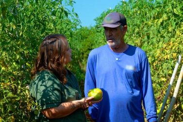 Pai e filho mant&ecirc;m tradi&ccedil;&atilde;o do tomate e preservam legado agr&iacute;cola de Sumar&eacute;