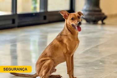 Saiba como denunciar casos de maus-tratos a animais em S&atilde;o Paulo